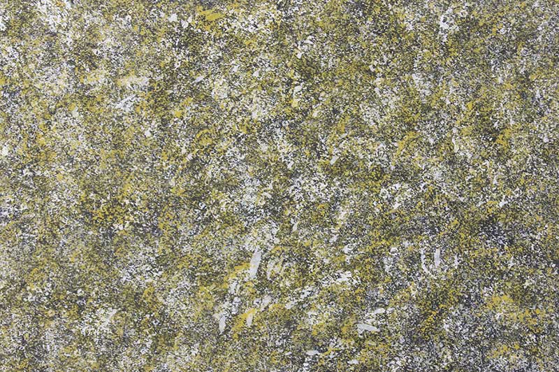 容城深秋白桦林