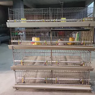 海南雏鸡育雏笼