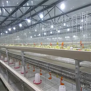 奇台雏成一体养殖笼