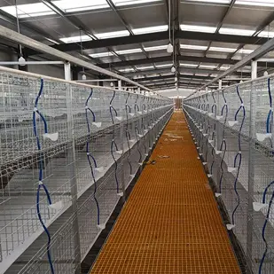 德江三层四层热镀锌鸽笼子