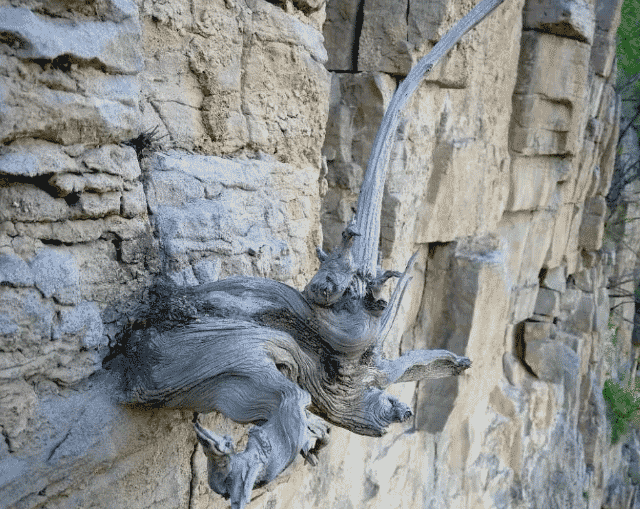 天峨悬崖峭壁石缝中已枯死陈化的崖柏