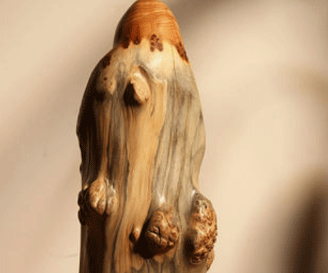 那曲崖柏的生长环境