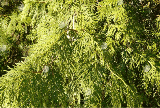 石河子崖柏精油--中国专有植物精油