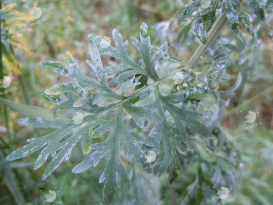 凤阳有机苦艾精油--清热燥湿、驱蛔健胃