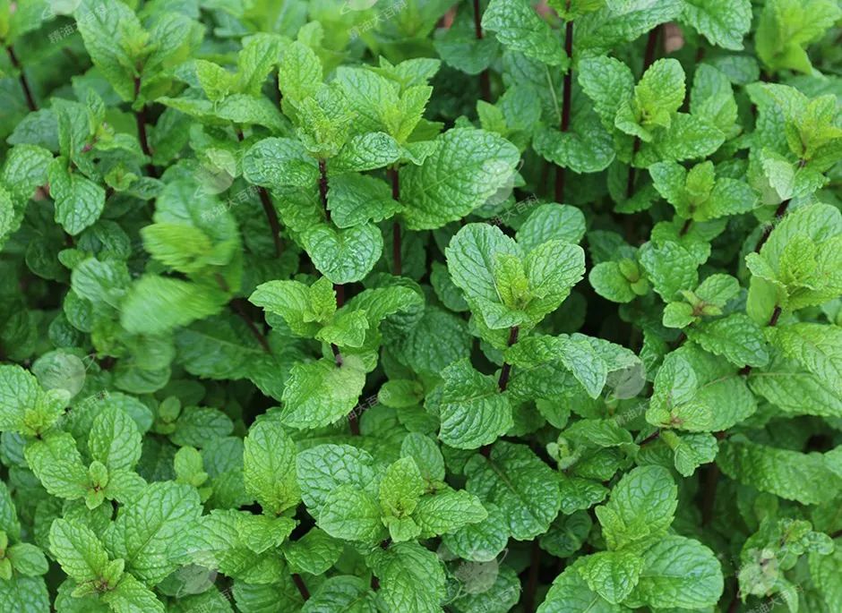 武乡精油是如何提高学习效率的？