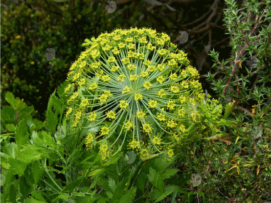 海北白松香精油--提高内在自愈力