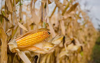 黑龙江夏玉米苞叶过短---穿短裤和裤衩的问题分析
