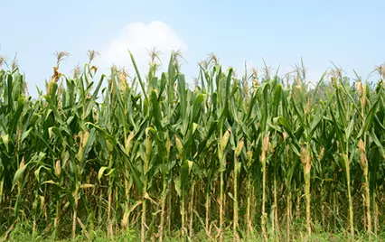 城固合玉966玉米新品种选育及栽培技术研究