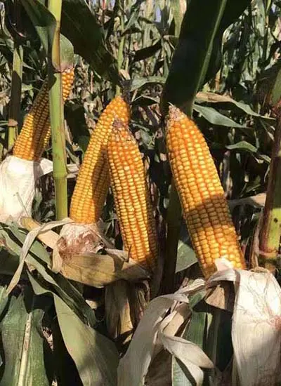 泰安玉米种业在生态农业中扮演什么角色？