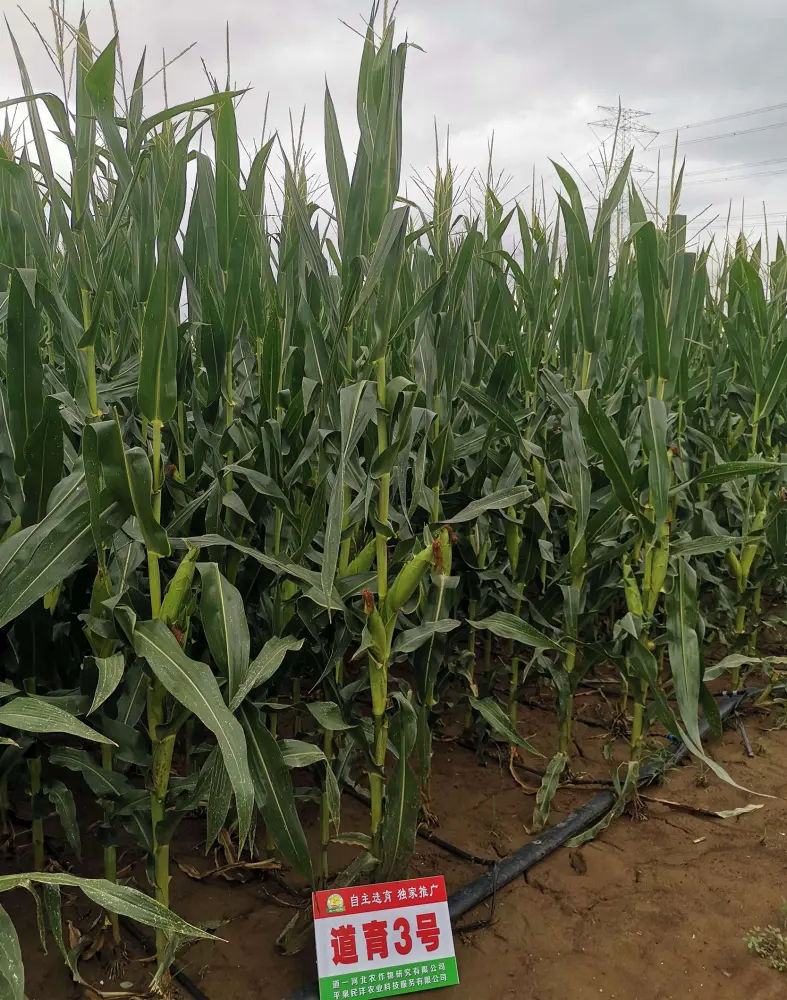 武穴如何确保玉米种业育种基地的可持续发展？