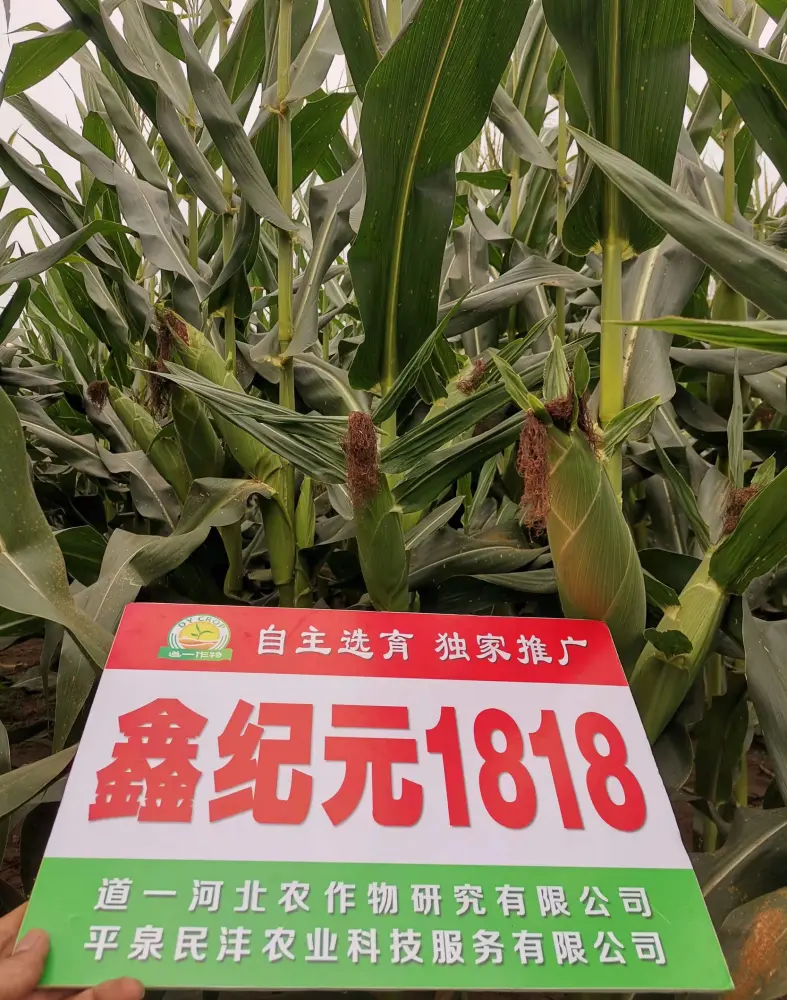 仙桃制定玉米种业育种基地建设标准的意义是什么？