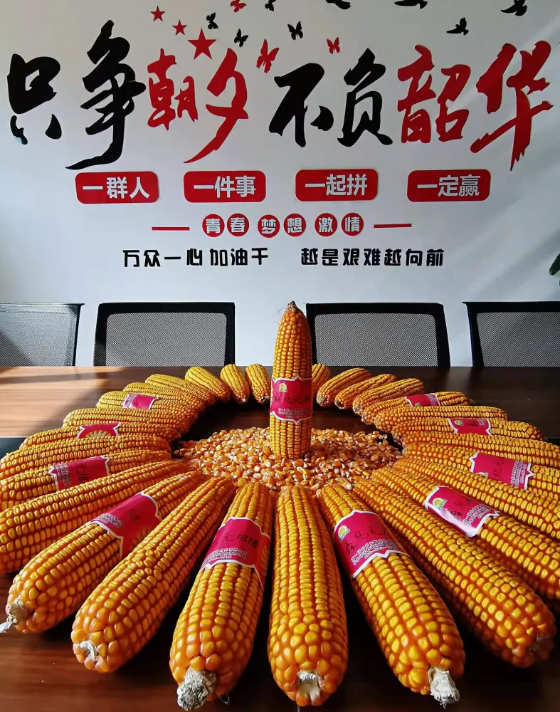 错那玉米种业在贫困地区的扶贫成效如何？