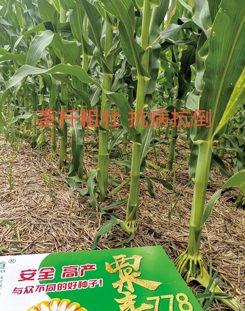 钟山玉米种业如何满足消费者对高品质玉米的需求？​