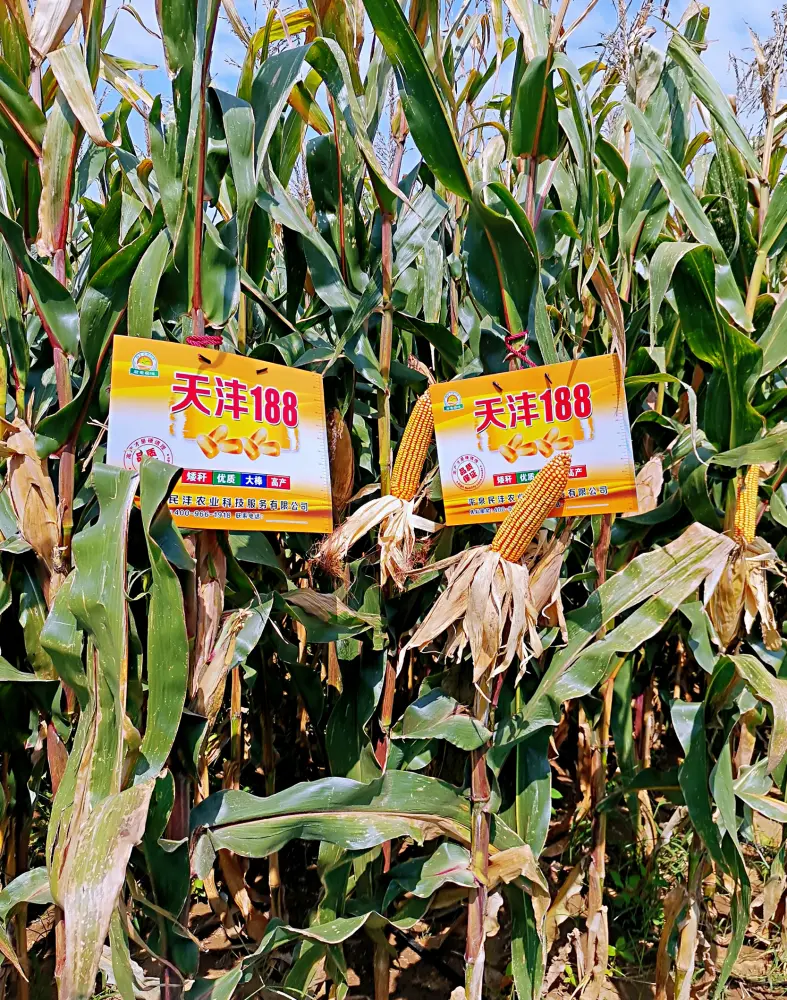 户县企业应该如何加强玉米种业的品牌建设与市场推广