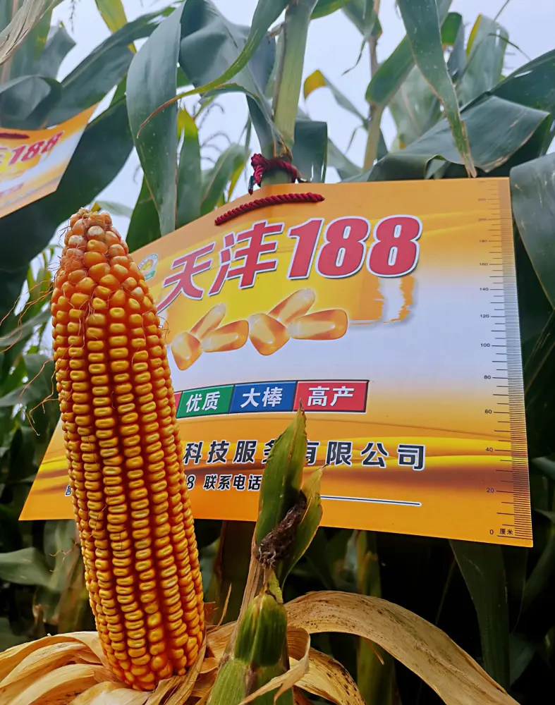 双河提升玉米种业市场集中度的具体措施有哪些？