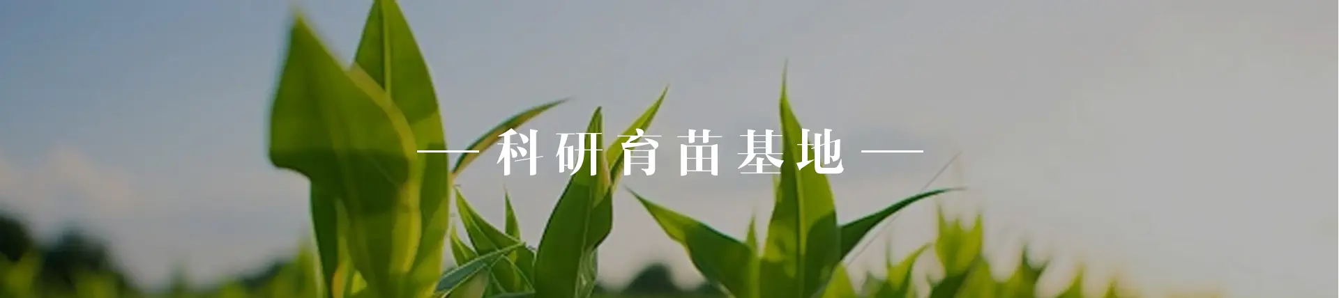 科研育种基地