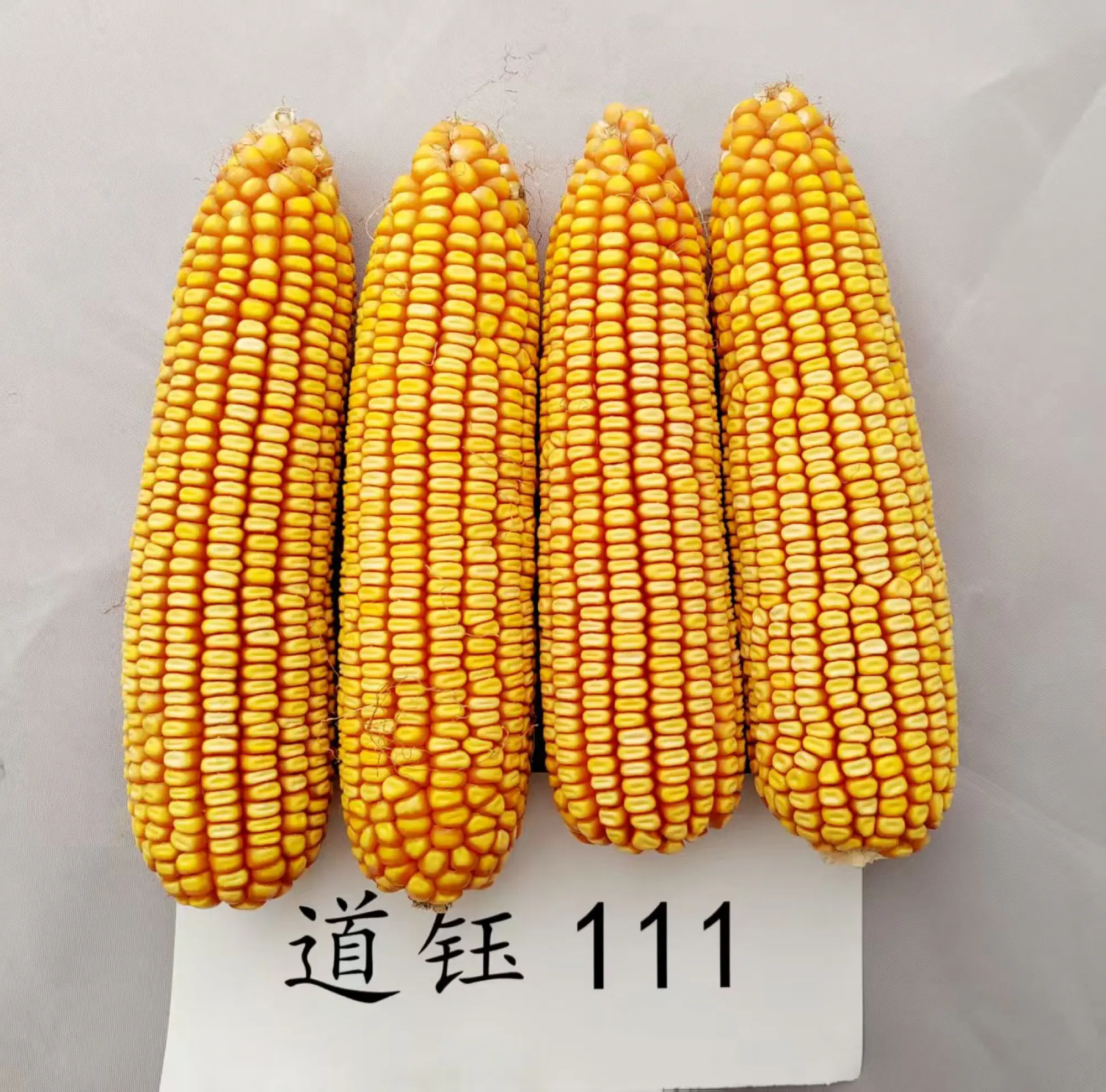 怀柔怎样优化玉米种业的育种流程？​