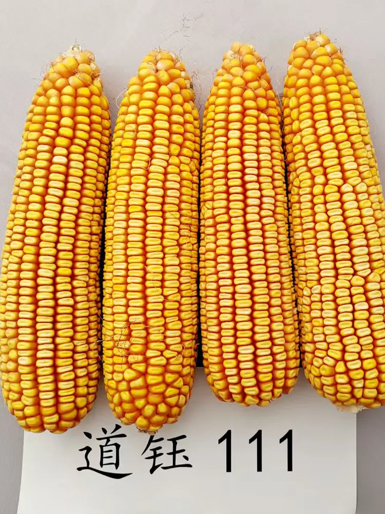 道钰111