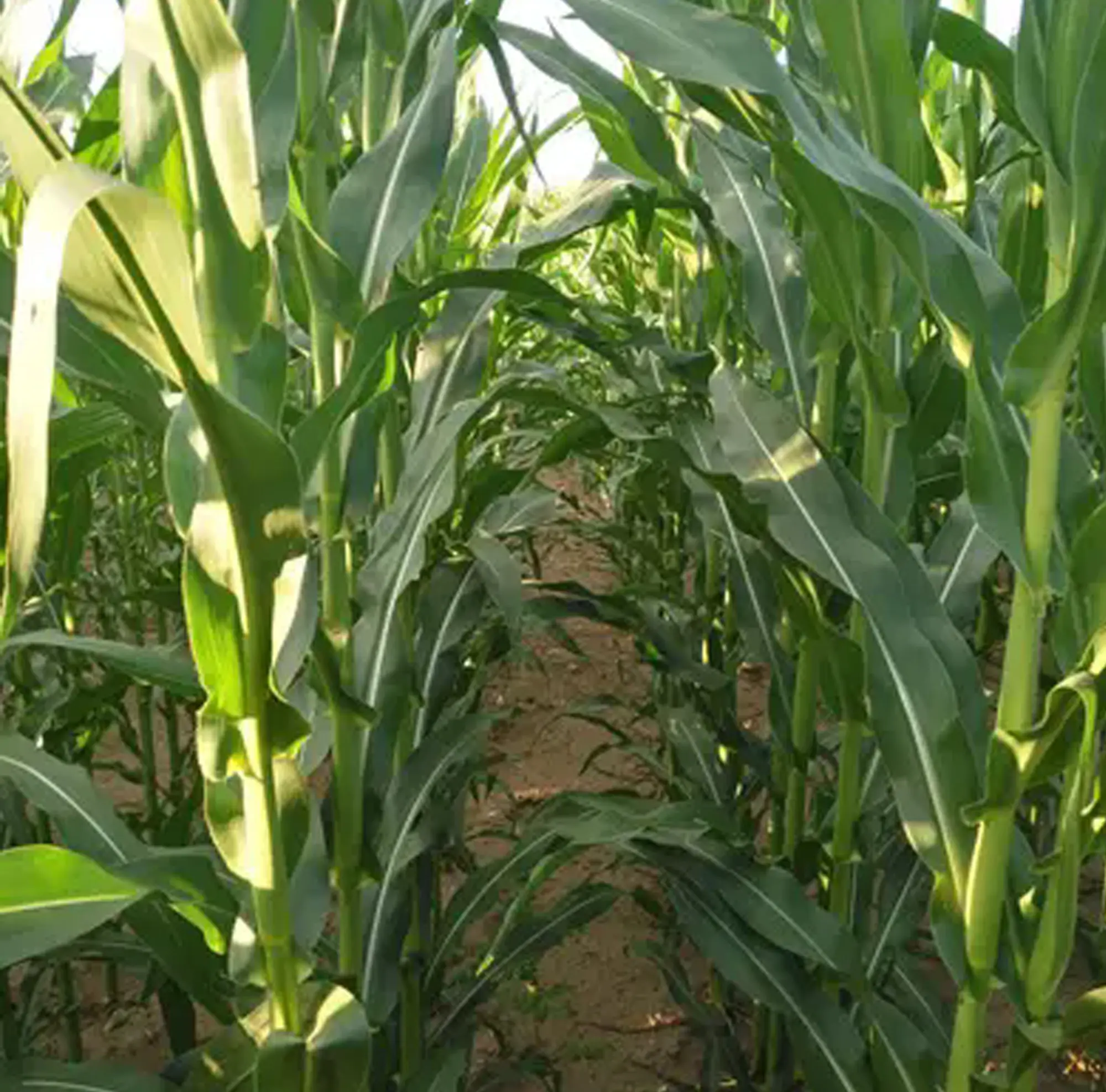 我国玉米的主产区有哪些省份？不同产区的气候条件和种植模式对玉米品质和产量有何影响？​