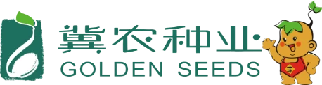 玉米种子_抗倒玉米种_高产玉米种