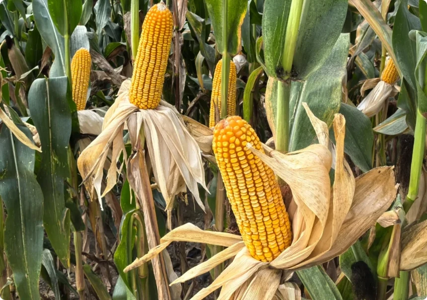 从2025年各地玉米主导品种，看玉米种业大变革