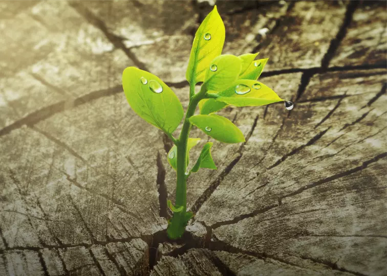 CyprusBio-based  Technology